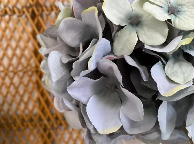 The Blue Flowers At Dici Coliving Housing Cabo San Lucas